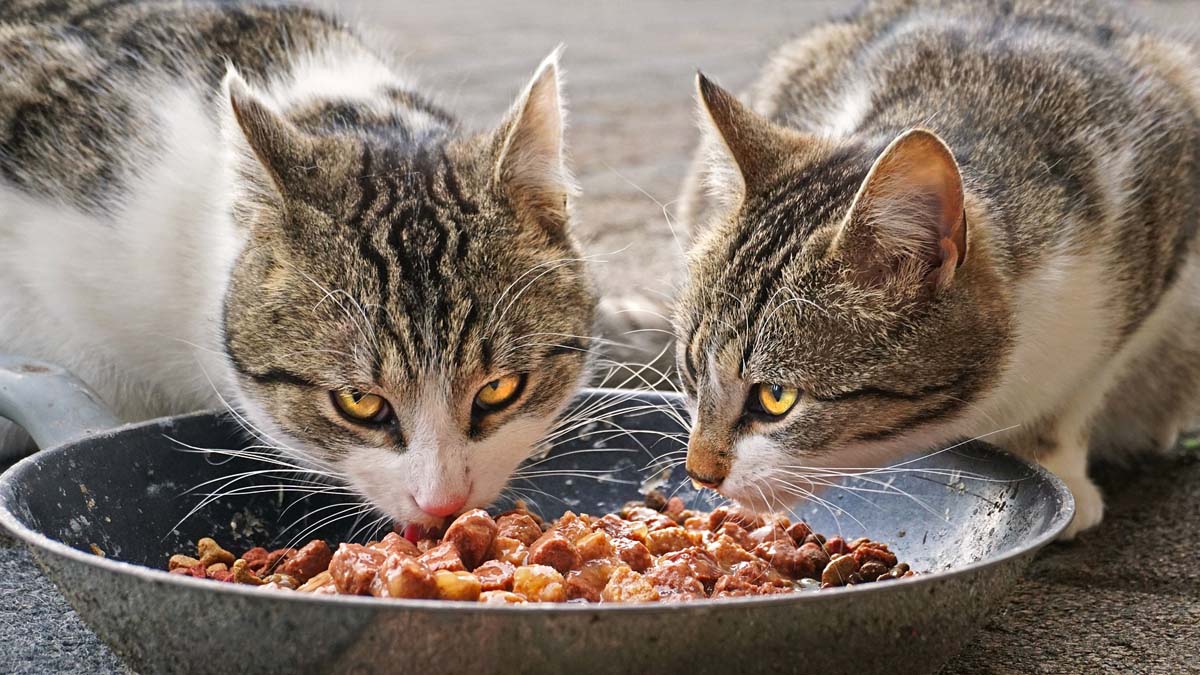 Wann wird Katzenfutter schlecht? - Wann WirD Katzenfutter Schlecht