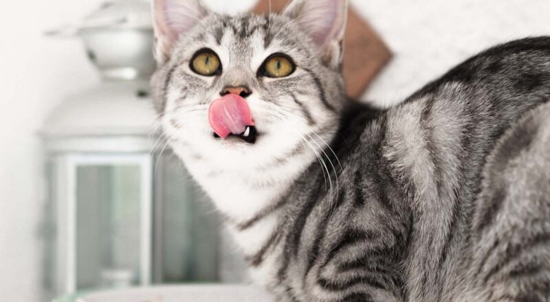 Warum hochwertiges Katzenfutter so wichtig ist