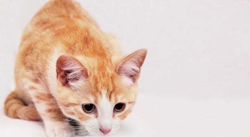 Warum riecht Katzenfutter so schlecht