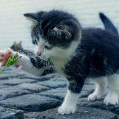 Warum scharren Katzen beim Futter