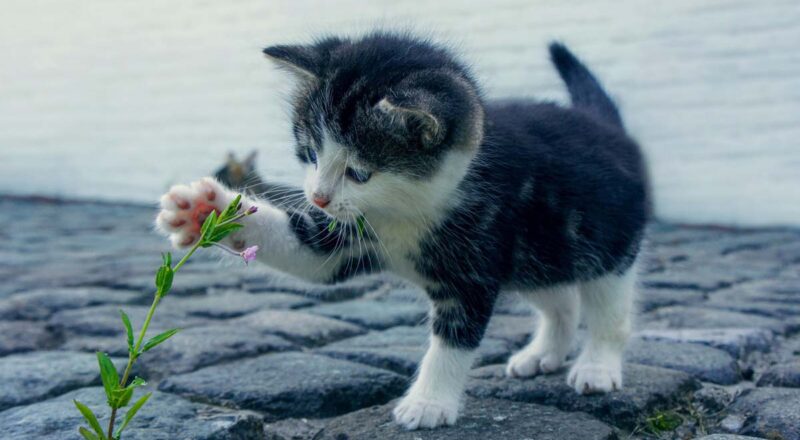 Warum scharren Katzen beim Futter