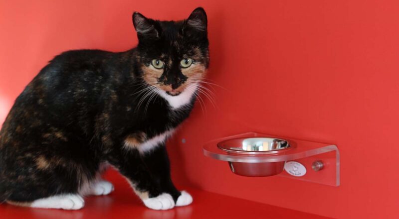 Was sind tierische Nebenerzeugnisse im Katzenfutter?