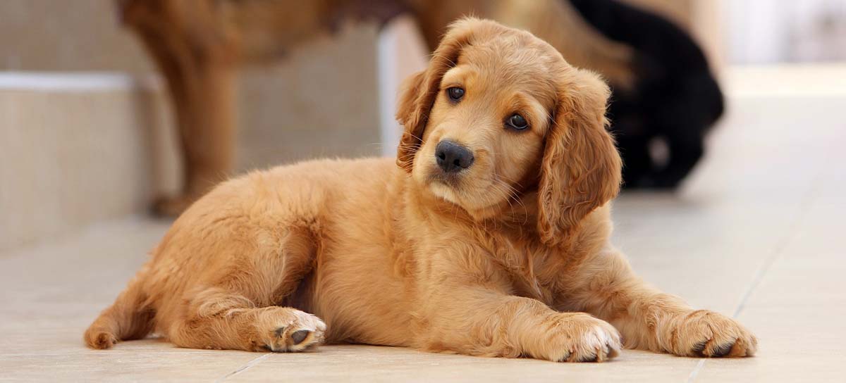 Was sind tierische Nebenerzeugnisse im Hundefutter?